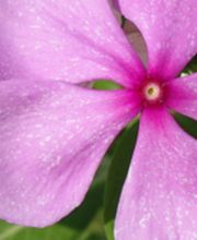 Bestattungsdienst Rohrbach AG Bild 1