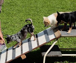 Hundeschule DOGS4LIFE.CH Bild 4