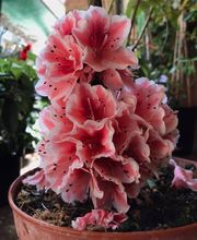 Floristería Campo y Jardín imagen 15