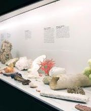 Naturhistorisches Museum Bern Bild 14