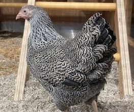 Animalis Bourges image 19