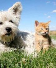 Millersville Animal Hospital image 5