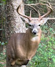 Arrowed 1 Taxidermy image 19