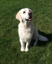 Pattes De Velours image 2