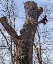 AGS - Arboriste Grimpeur Spécialisé image 7