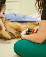 Sangaree Animal Hospital image 13