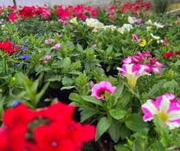 A. Pinto Fleurs Bild 11