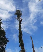 Florian Théry Élagage image 5