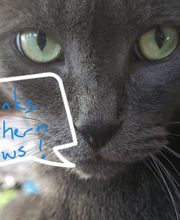 Southern Paws Animal Hospital image 19