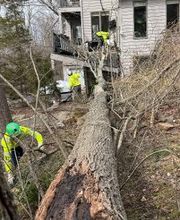 Owen's Tree Expert image 5