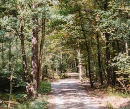 Die Hauptwege im FriedWald Planitzwald sind gut begehbar.
