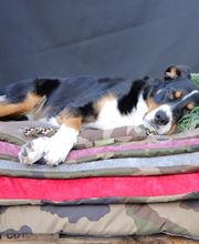 Visco4Dogs GbR Bild 5