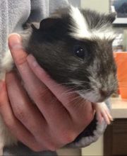 Apple Valley Veterinary Clinic image 4