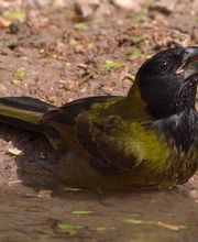 Alamo Inn B&B, Gear & Tours image 18