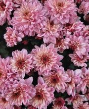 Bricomarché Orval image 5