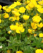 Staudengärtnerei David Müller Bild 59