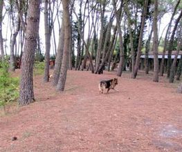 Vacances Canines et Félines image 4