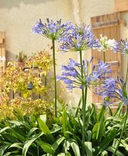 L'Eveil des Sens image 1