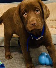 Apple Valley Veterinary Clinic image 17