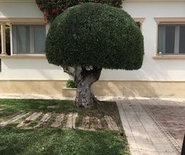 Jardines_javea.jpg