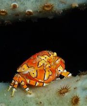 Jaguar Divers - Dive Shop in Playa del Carmen imagen 5