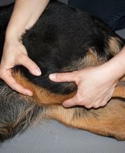 Tierphysio-Praxis Oberland GmbH Bild 9