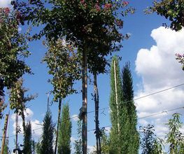 viveros-divina-pastora-arbol-01.jpg