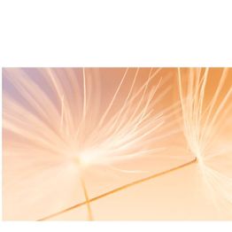 Dein Wegbegleiter bei Krebs