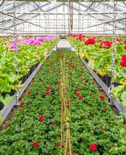 Fleurs Stempfler image 10