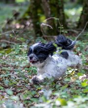 Agil'Canin 36 image 14