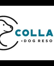 Collars Dog Resort image 1
