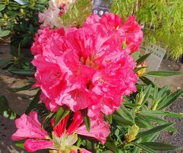 Hanriot Fleurs image 7