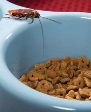 Waltham Pest Services image 1
