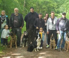 Amis Dogs 76 image 15