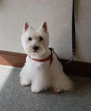 Aline Toilettage image 2