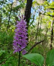 Ovalie Immobilier image 18