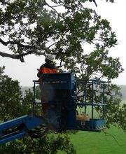 Boomverzorging Bouwmeester