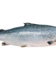 Pescados Goyo imagen 11