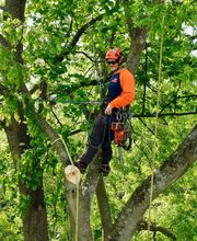 SavATree - Tree Service & Lawn Care image 14