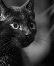 Tiermedizentrum Lyssbach GmbH Bild 7