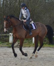 Club équestre St Julien image 5