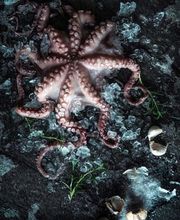 Ein frischer Oktopus liegt kunstvoll auf Eis und wird von Kräutern und Knoblauch umrahmt. Die kühle Farbgebung und das dramatische Licht verleihen der Szene eine intensive, hochwertige Anmutung.