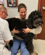 Bridgeview Pet Wellness Clinic image 7