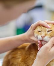 Clinique Vétérinaire Mon Véto Igoville image 10