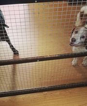 RESIDENCIA CANINA SORIA imagen 19