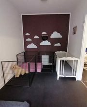 Hundezentrum Lapki Bild 12