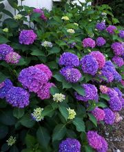 Baeza Christophe image 15