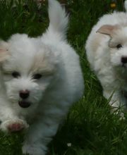 Elevage Vallée Du Léguer EARL image 9