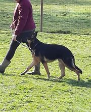 Agil'Canin 36 image 18