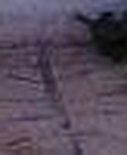 Lallana Pol imagen 19